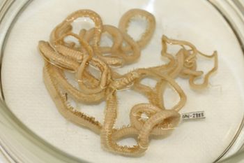 Media type: image;   Invertebrate Zoology OPH-2283 Description: Preserved specimen.;
